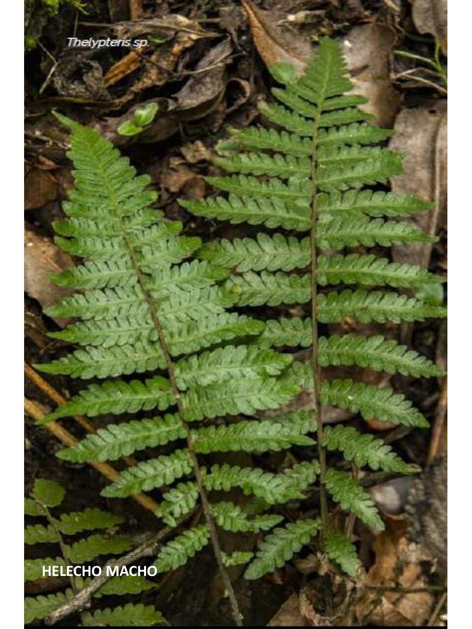 Plantas tenjo taller